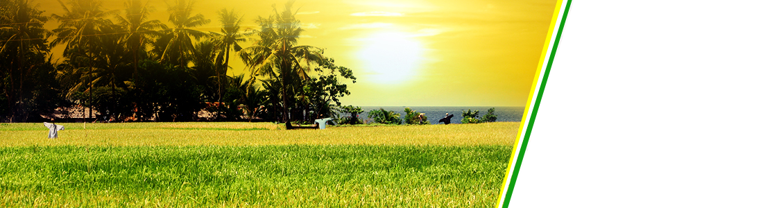 Bayawan Ricefield